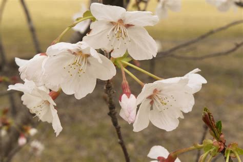 小櫻花樹|日本櫻花2024｜認識7大櫻花品種花期：河津櫻/吉野 